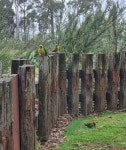 Platycercus caledonicus from The Truffle Farm, Needles TAS 7304, Australia on 2024년 09월 01일 (일) at 12:32 오후 by MJ... 