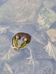 황소개구리 from Central Oakland, Pittsburgh, PA, USA on... American bullfrog? · iNaturalist 황소개구리 (Lithobates catesbeianus)