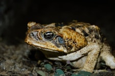 사탕수수두꺼비 from Puerto Rico, Rincón, PR, US on 2024년... 오후 by Zach Schab · iNaturalist 사탕수수두꺼비 (Rhinella marina)
