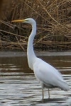 중대백로 from 4471 Wolphaartsdijk, Nederland on 2024년 02월 10일 (토) at 03:17 오후 by Bernd De Bosscher · iNaturalist... 