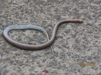 무자치 from 대한민국 경상남도 창원시 의창구 on 2024년 07월 23일 (화) at 06:31 오후 by DeAch · iNaturalist 무자치... 