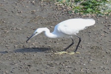 쇠백로 from 5 Chome Akitsu, Narashino, Chiba 275-0025, Japan on 2015년 11월 17일 (화) by Nancy Christensen · iNaturalist... 