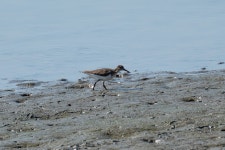 깝작도요 from 대한민국 경기도 평택시 현덕면 서동대로 on 2024년 09월 07일 (토) at 02:57 오후 by Paul Ha · iNaturalist... 