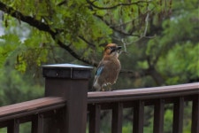 어치 from 대한민국 경기도 과천시 중앙동 on 2019년 06월 23일 (일) at 01:34 오후 by Wonwoong Kim · iNaturalist 어치 (Garrulus... 