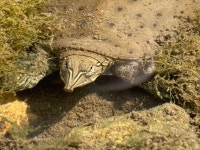 Apalone spinifera from Oxbow Park, Byron, MN, US on 2024년 09월 11일 (수) at 01:02 오후 by jess900127. Little 4” baby! The... 