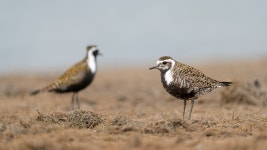 Pluvialis dominica from Yukon, Canada on 2024년 05월 15일 (수) at 12:31 오후 by Aaron B · iNaturalist Pluvialis dominica