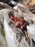 Rana temporaria temporaria from 51021 Abetone PT, Italia on... by Alice Valentini · iNaturalist Subspecies Rana temporaria temporaria