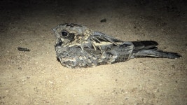 Caprimulgus asiaticus from Bonaigarh, Odisha 770038, India on 2024년 09월 21일 (토) at 12:00 오전 by Digvijay Pattnaik... 