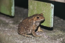 아시아검은안경두꺼비 from Ao Khanom, Khanom District... iNaturalist 아시아검은안경두꺼비 (Duttaphrynus melanostictus)