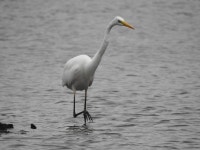 중대백로 from 56766 Ulmen, Deutschland on 2024년 09월 26일 (목) at 05:21 오후 by KP · iNaturalist 중대백로 (Ardea alba)
