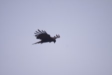 검은수리 from Nganjuk Regency, East Java, Indonesia on 2024년 09월 30일 (월) at 10:12 오전 by Fikri Nurshafwan · iNaturalist... 