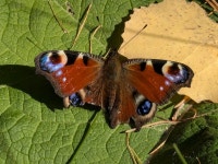 공작나비 from Лесной, Свердловская обл.... 12:51 오후 by Alexey Trubin 🌿 · iNaturalist 공작나비 (Aglais io)