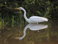 중대백로 from Desarrollo Urbano Tres Ríos, 80020 Culiacán Rosales, Sin., México on 2019년 07월 02일 (화) at 06:38 오전 by... 