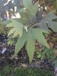Platanus racemosa from Seaport, Stockton, CA, USA on 2024년... (일) at 10:20 오전 by David Garcia · iNaturalist Platanus racemosa