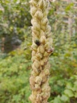 Something by Marika · iNaturalist Something