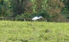 중대백로 from 34260 Kaufungen, Deutschland on 2024년 10월 12일 (토) at 04:15 오후 by Steffi Bräuning · iNaturalist 중대백로... 