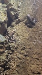 Rana italica from Via delle Grotte s.n.c, 03020 Pastena FR, Italia on 2024년 10월 12일 (토) at 05:48 오후 by Federico... 