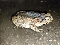 Rhinella horribilis from 97828 Uayalceh, Yuc., México on 2024년 10월 15일 (화) at 07:48 오후 by Miguel Manzanilla... 