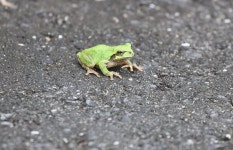 청개구리 from Kobamacho, Moriyama, Shiga 524-0211, Japão on... by Aline Patricia Horikawa · iNaturalist 청개구리 (Hyla japonica)