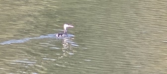 뿔논병아리 from 97070 Würzburg-Altstadt, Deutschland on 2024년 10월 19일 (토) at 12:47 오후 by Ursula Schaefer · iNaturalist... 