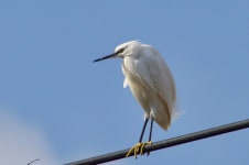 쇠백로 from 松留285-1, 上野原市, 山梨県, JP on 2019년 01월 13일 (일) at 01:38 오후 by 岡田拓海 · iNaturalist 쇠백로 (Egretta... 