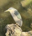 Nycticorax nycticorax hoactli from Centro Del Pueblo, 34000, Villa Tapia 34000, República Dominicana on 2024년 10월 27일 (일)... 