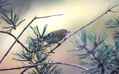 상모솔새 from Szczytna, Polen on 2024년 10월 19일 (토) by Frank Walther · iNaturalist 상모솔새 (Regulus regulus)