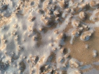 Didemnum psammatodes from Mumbai, Maharashtra 400006, India on 2024년 11월 02일 (토) at 05:31 오후 by Sharvari Lath Sawai... 