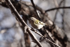 상모솔새 from Uralsk, Kazakhstan on 2024년 11월 03일 (일) at... Владимир · iNaturalist 상모솔새 (Regulus regulus)