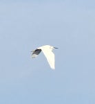 쇠백로 from Dunseverick Harbour, Bushmills BT57 8SY, UK on 2024년 11월 10일 (일) at 11:46 오전 by Tracy Beattie · iNaturalist... 