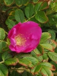 해당화 from Grønhøj, Løkken, Danmark on 2019년 07월 15일... at 03:29 오후 by Heini Kuhlwein · iNaturalist 해당화 (Rosa rugosa)