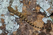 Gekko melli from 中国福建省福州市晋安区福州国家森林公园珍稀植物园 邮政编码: 350021 on 2024년 07월 13일 (토) by Bebetan... 