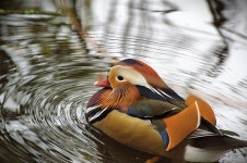 원앙 from Stockport, UK on 2024년 11월 18일 (월) by Lee Barlow. Male mandarin duck · iNaturalist 원앙 (Aix galericulata)