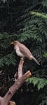 Turdus amaurochalinus from 3703, H3703 Tres Isletas, Chaco, Argentina on 2024년 11월 21일 (목) at 11:14 오전 by Nicolás... 