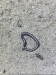 Epictia borapeliotes from UFPB - Universidade Federal da Paraíba, João Pessoa, PB, BR on 2024년 11월 27일 (수) at 07:25 오후... 