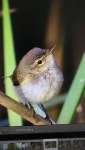 검은다리솔새 from 66877, Ramstein-Miesenbach, Rhineland... by Bernadine · iNaturalist 검은다리솔새 (Phylloscopus collybita)