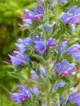 Echium vulgare from Spruce Knob, WV on 2016년 07월 03일 (일) at 03:30 오후 by fm5050. Spruce Knob, WV July 3, 2016... 