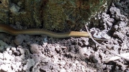 비바리뱀 from Gaofeng Botanical Garden, East District, Hsinchu... 오전 by spinops · iNaturalist 비바리뱀 (Sibynophis chinensis)