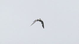 큰제비갈매기 from Indonesia on 2024년 12월 24일 (화) at 07:47 오전 by Ibnu Azzam · iNaturalist 큰제비갈매기 (Thalasseus bergii)