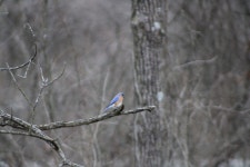 Sialia sialis from Sharon Woods, Columbus, OH, US on 2024년 12월 28일 (토) at 12:42 오전 by enadine · iNaturalist Sialia sialis