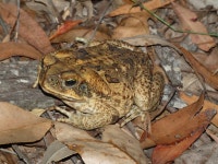 사탕수수두꺼비 from Brisbane QLD, Australia on 2025년 01월... by Ethan Craft · iNaturalist 사탕수수두꺼비 (Rhinella marina)