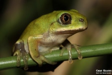 Leptopelis mossambicus from uMkhanyakude District Municipality, South Africa on 2018년 01월 12일 (금) by Chad Keates. With... 