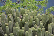 Melozone albicollis from San Juan Bautista Suchitepec, Oax., México on 2019년 07월 17일 (수) at 09:06 오전 by Diego Barrales... 