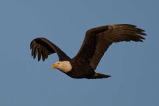 흰머리수리 from Capital Regional District, BC, Canada on... Benjamin Therriault · iNaturalist 흰머리수리 (Haliaeetus leucocephalus)