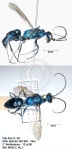 Trirogma caerulea from Pak Sha O, Sai Kung Country Park on 2008년 11월 12일 (수) by Christophe Barthélémy. Hunts cockroaches... 