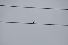 딱새 from 대한민국 경상북도 영덕군 영덕읍 on 2024년 04월 03일 (수) at 02:12 오후 by Seugnki Min · iNaturalist 딱새... 