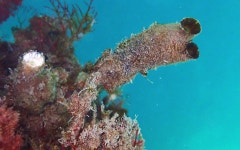 미더덕 from San Diego, CA, USA on 2025년 01월 13일 (월) at 10:40 오전 by Graham Montgomery · iNaturalist 미더덕 (Styela clava)