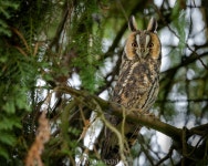 칡부엉이 in 12월 2024 by Andre Kiener · iNaturalist 칡부엉이 (Asio otus)