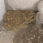 Rhinella arenarum from G4302, Santiago del Estero, Argentina on 2025년 01월 18일 (토) at 02:42 오전 by Delfina Espeche Saban... 
