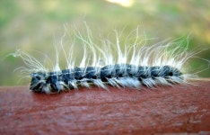 Paul Rd, Millington, TN on 2010년 08월 23일 (월) by Elin Pierce. This 1.5 in long caterpillar was wandering along the rail of... 